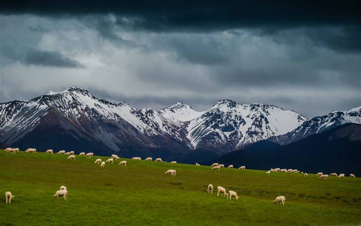 Sheep On Mountain pasture All Mac wallpaper