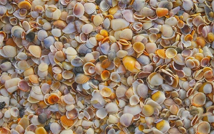 Shells On The Beach MacBook Air wallpaper