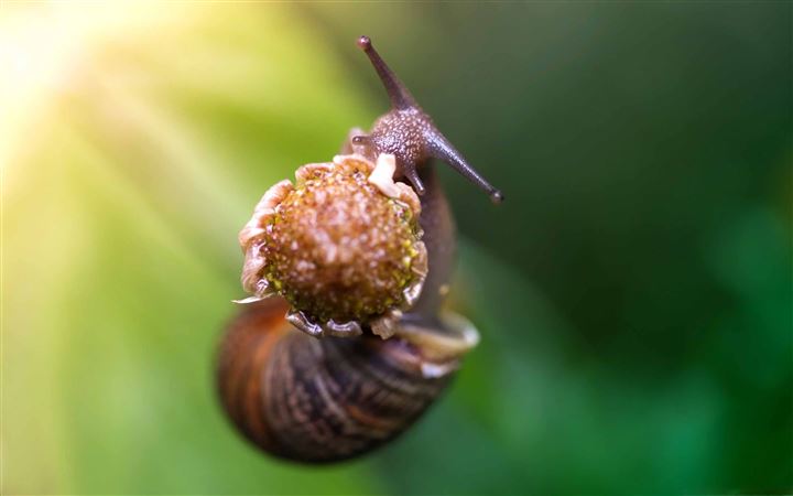 Snail Eating A Flower All Mac wallpaper
