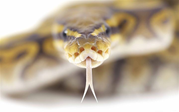 Snake Close Up MacBook Air wallpaper