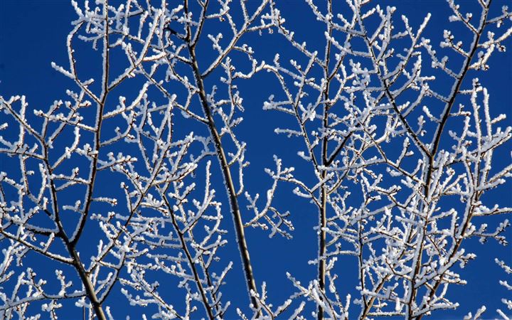 Snowy Tree Branches All Mac wallpaper