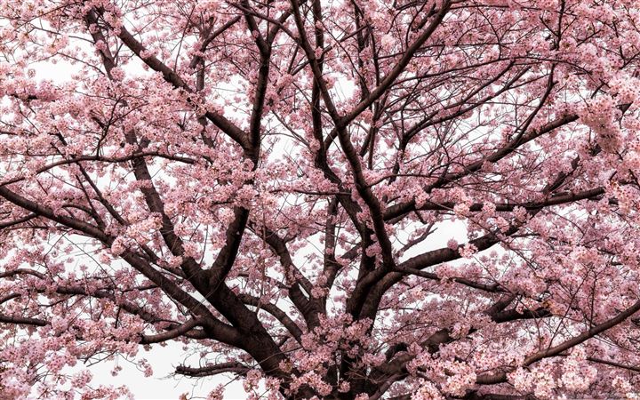 Soft Pink Japanese Cherry Tree Blossom All Mac wallpaper