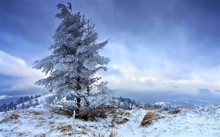 Solitary Fir Tree Winter All Mac wallpaper