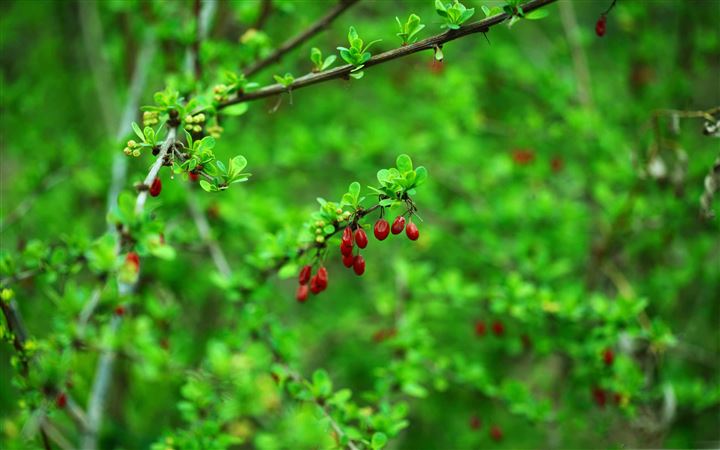 Spring Berries And Leaves All Mac wallpaper