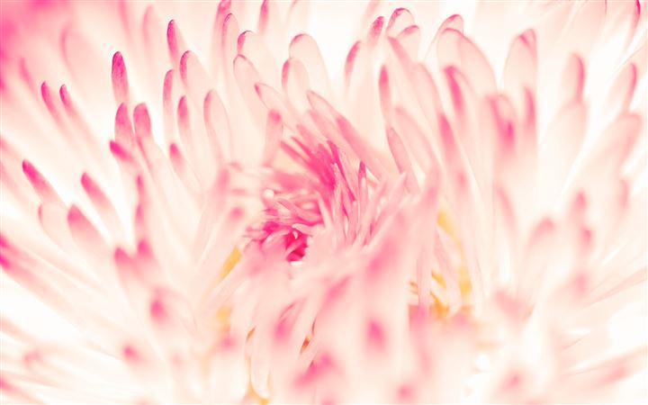 Spring Daisy Flower MacBook Air wallpaper