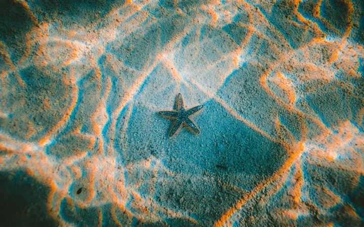 Starfish All Mac wallpaper