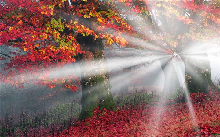 Sunbeams Mist Forest Autumn All Mac wallpaper