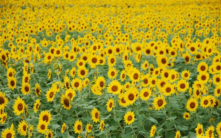 Sunflower Field All Mac wallpaper