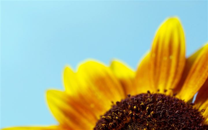 Sunflower All Mac wallpaper