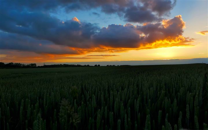Sunset In The Wheat Field All Mac wallpaper