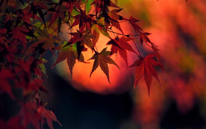 Sunset Red Japanese Maple Leaves All Mac wallpaper
