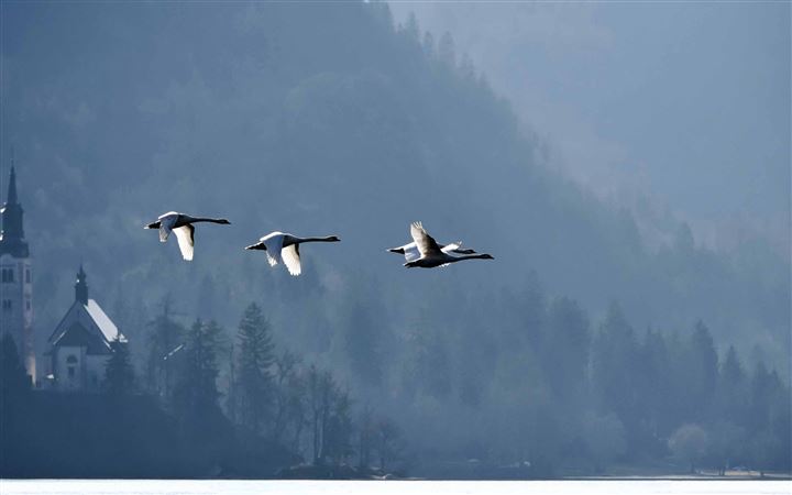 Swans Flying Over Lake All Mac wallpaper