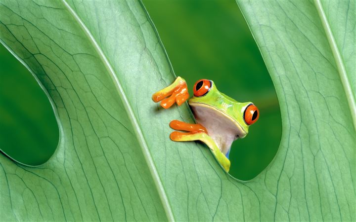 The Frog Prince MacBook Air wallpaper