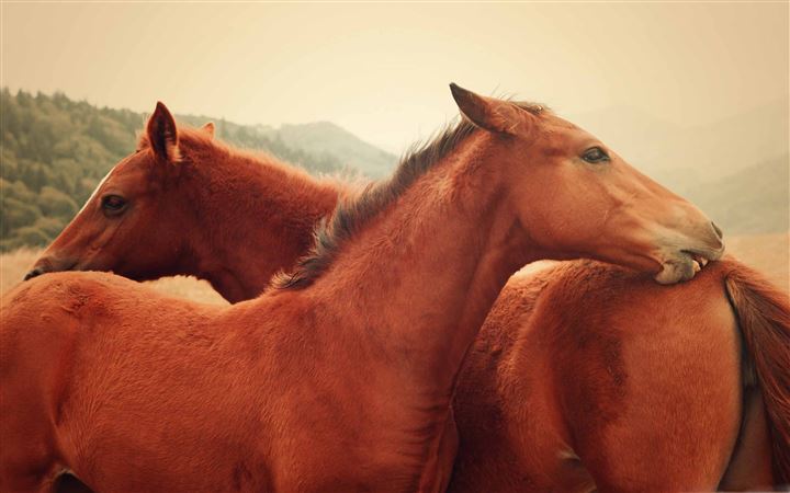 Horse Wallpapers Download  MobCup