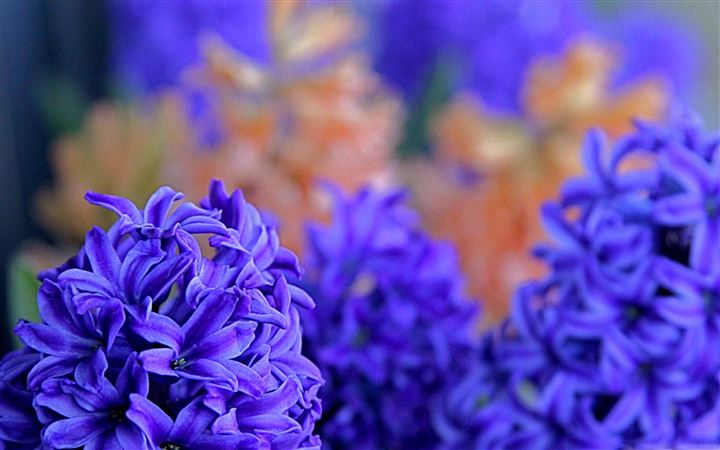 The Hyacinths All Mac wallpaper