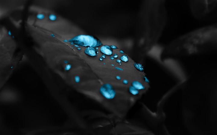 The Leaves Dew All Mac wallpaper