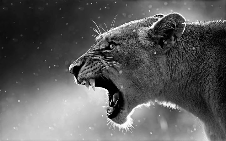The Lioness All Mac wallpaper
