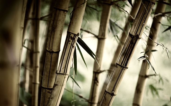 The bamboo All Mac wallpaper