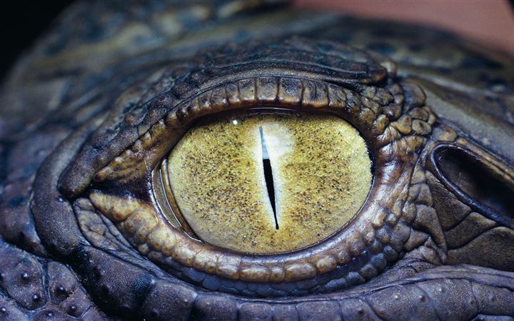 The eye of the crocodile All Mac wallpaper