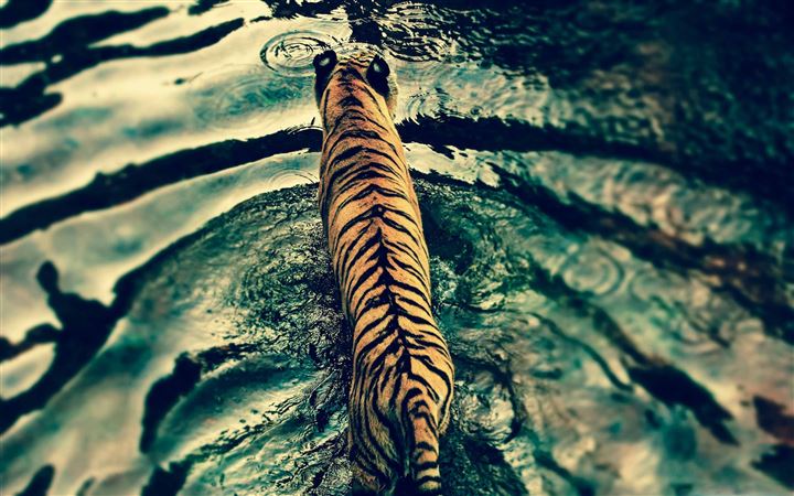 Tiger In Water All Mac wallpaper