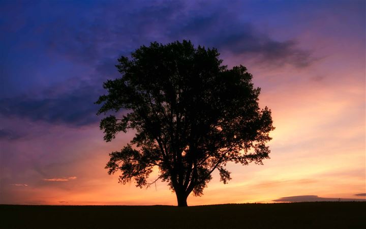 Tree Silhouette Photography All Mac wallpaper