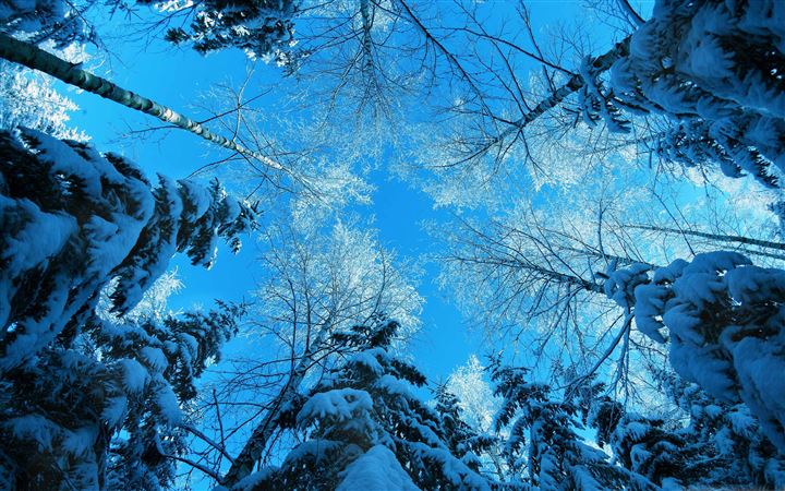 Tree Tops And Blue Sky All Mac wallpaper