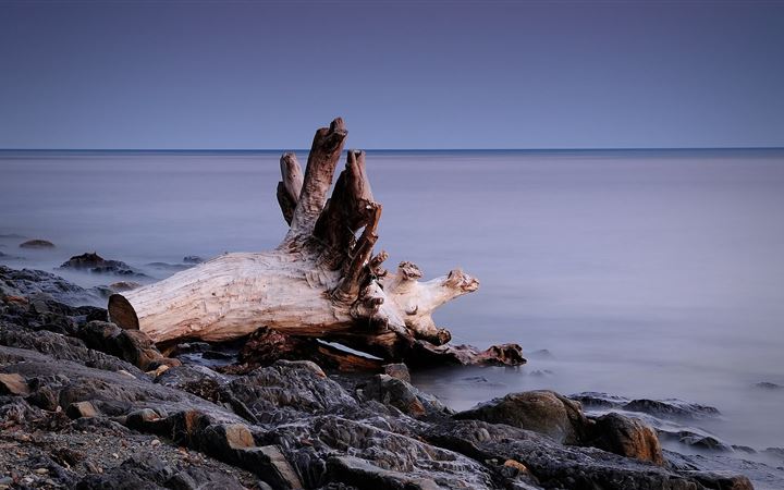 Tree roots on the beach All Mac wallpaper