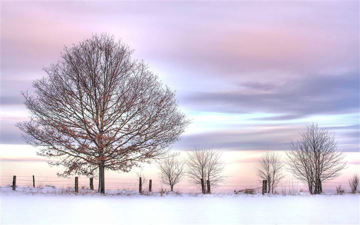 Trees And Fence Winter All Mac wallpaper