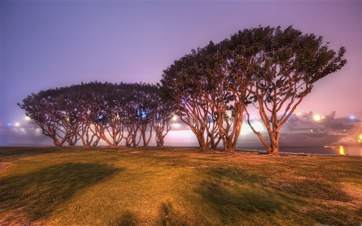 Trees In San Diego All Mac wallpaper