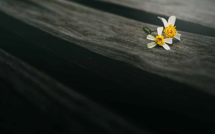 Two Flowers On Wood All Mac wallpaper