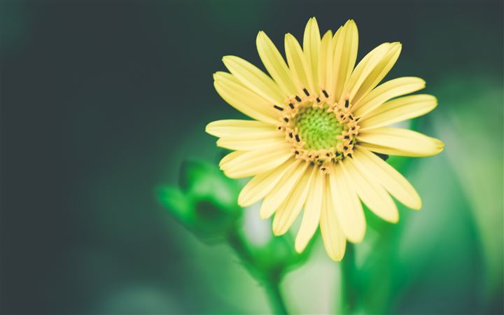 Unsaturated Yellow Flower All Mac wallpaper