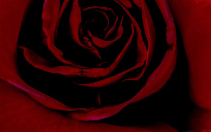 Valentine Red Rose MacBook Air wallpaper