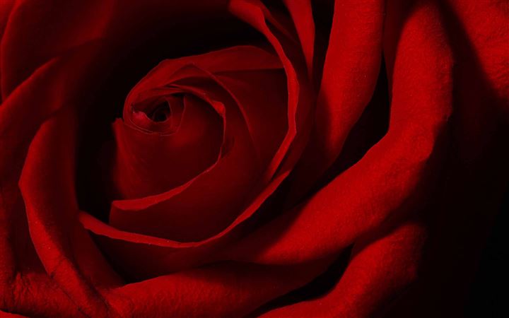 Valentines Day Rose All Mac wallpaper