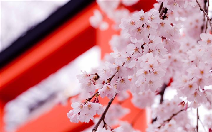 White Cherry Blossoms MacBook Air wallpaper