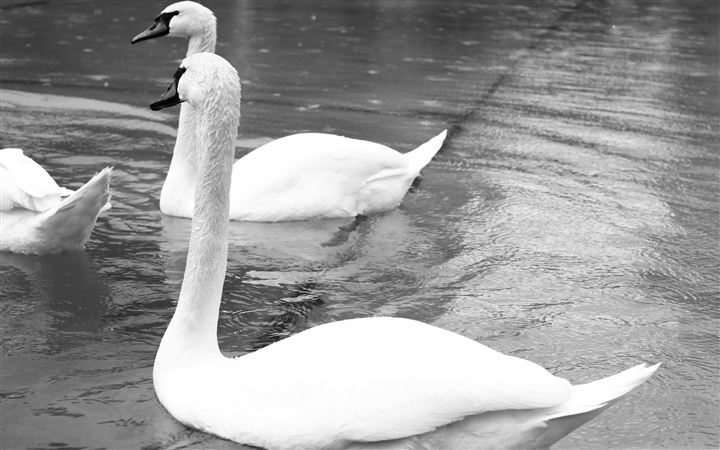 White Swans Black And White All Mac wallpaper