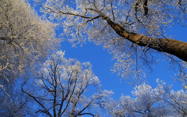 White Trees Against A Blue Sky All Mac wallpaper