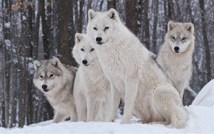 White Wolves Pack All Mac wallpaper
