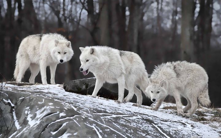White Wolves Pack All Mac wallpaper