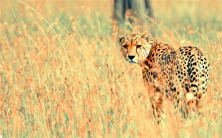 Wild Cheetah All Mac wallpaper