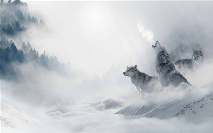 Wolf Howling All Mac wallpaper