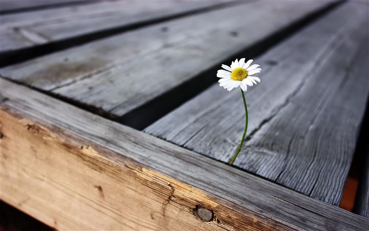Wood and flower All Mac wallpaper