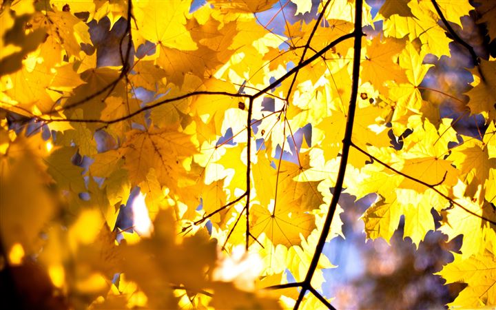 Yellow Maple Leaves All Mac wallpaper