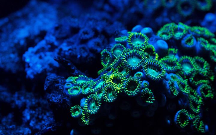 Zoanthids Coral All Mac wallpaper