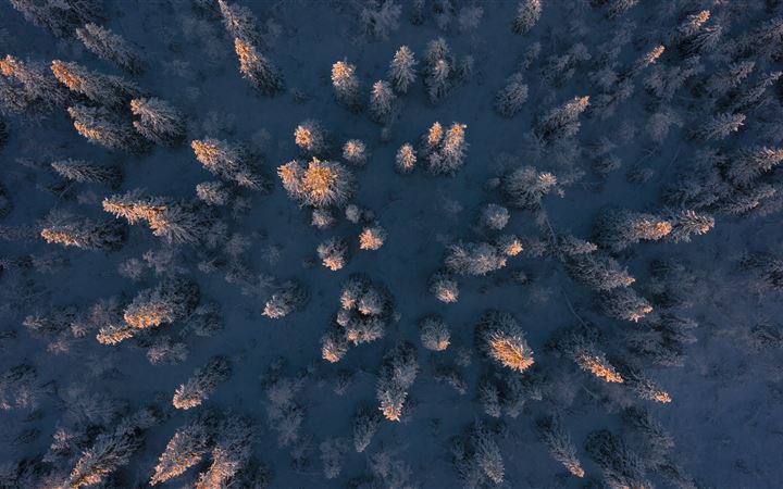 aerial photography of trees during daytime All Mac wallpaper