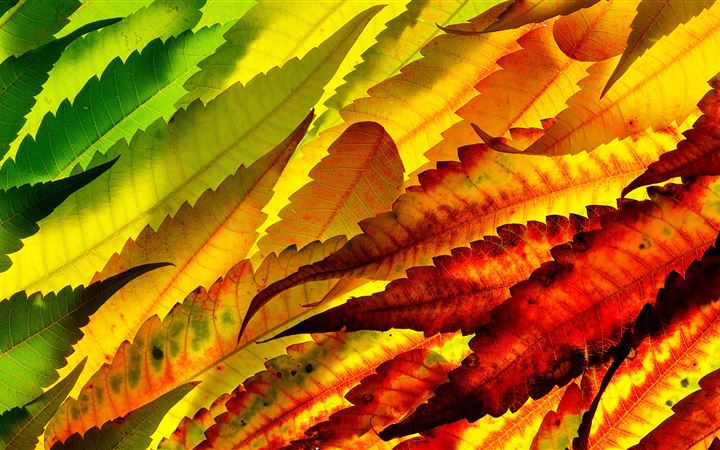 assorted color leaves All Mac wallpaper