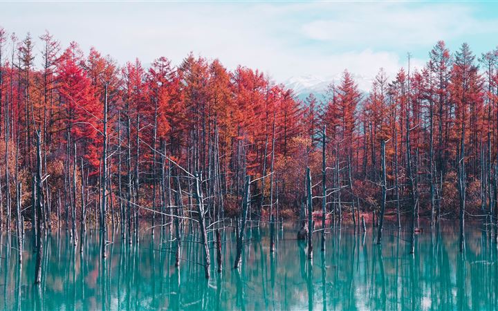 autumn lake reflection trees All Mac wallpaper