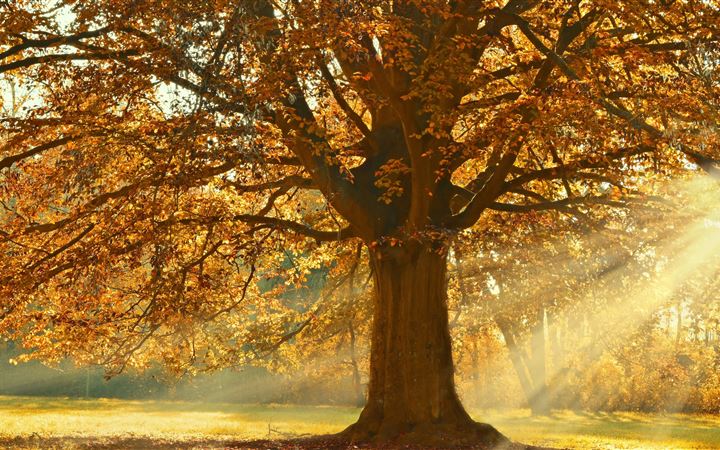 autumn rays of light trees 5k All Mac wallpaper