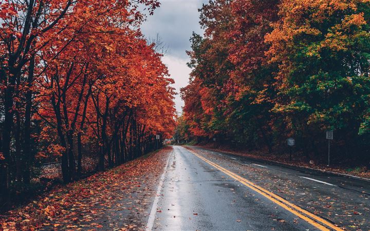 autumn road trees on sides fallen leaves All Mac wallpaper