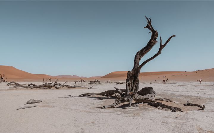 bare tree in the middle of desert All Mac wallpaper