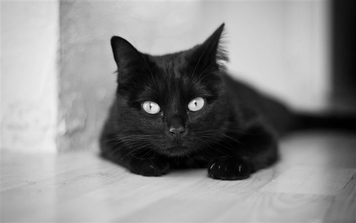 black And White Cat All Mac wallpaper